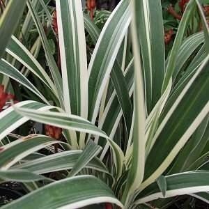 A close up of a plant with green and white striped leaves.