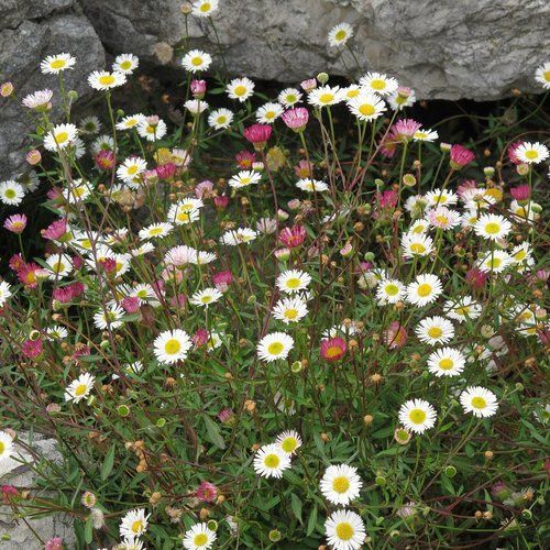 A bunch of daisies are growing in front of a rock