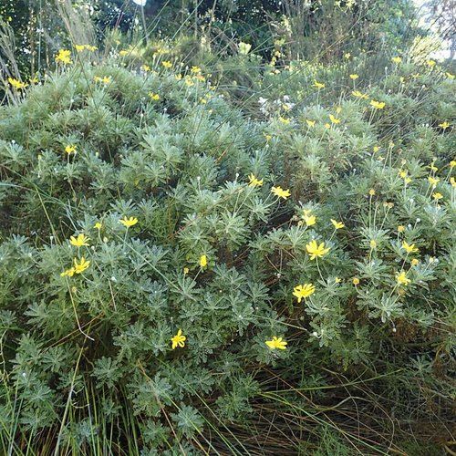 A bush with lots of green leaves and yellow flowers.