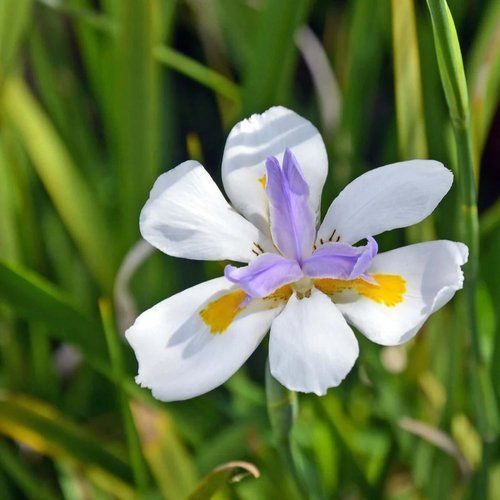 A white flower with a purple center is surrounded by greenery