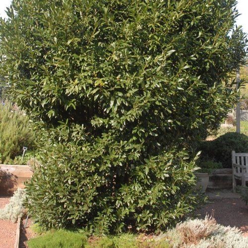 A large tree with lots of leaves is in a garden