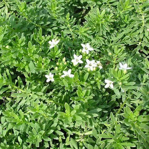 A bush with white flowers and green leaves