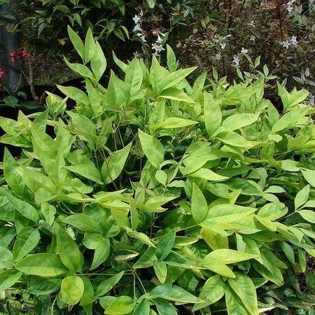 A plant with lots of green leaves is growing in a garden.