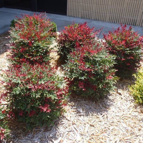 A group of shrubs with red leaves are growing in a garden.