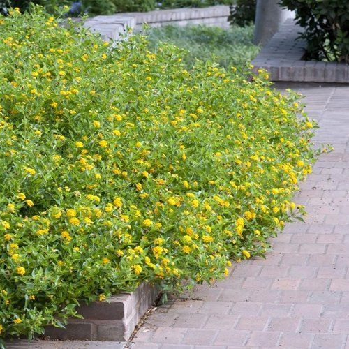 A bush with yellow flowers and green leaves on a sidewalk