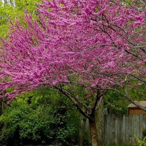 A tree with purple flowers is surrounded by green trees and a wooden fence.