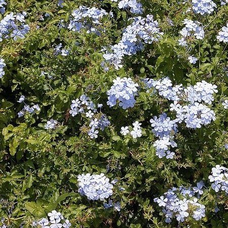 A bush with lots of blue flowers and green leaves