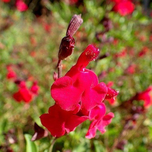 A close up of a red flower with water drops on it.