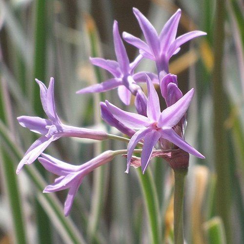 A bunch of purple flowers are growing on a plant