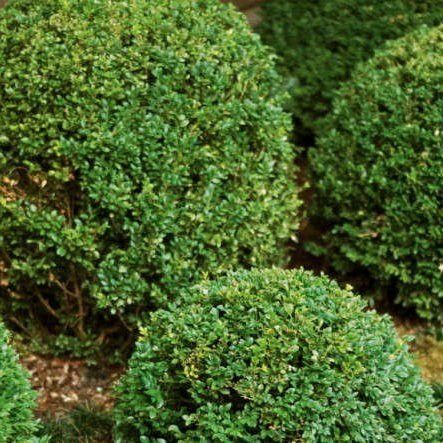 A bunch of green bushes are growing in a garden.