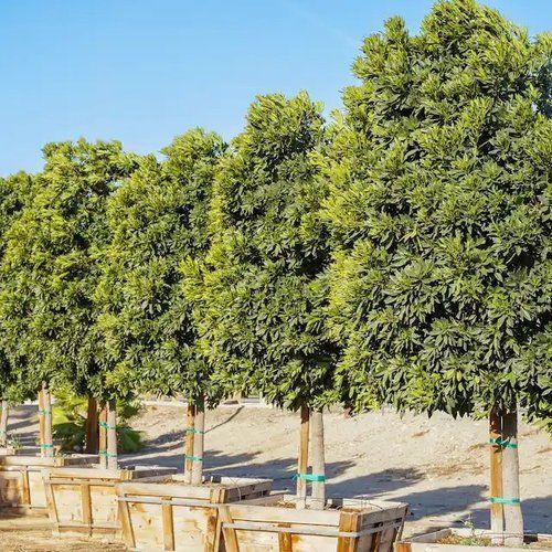 A row of trees in wooden crates in a field.
