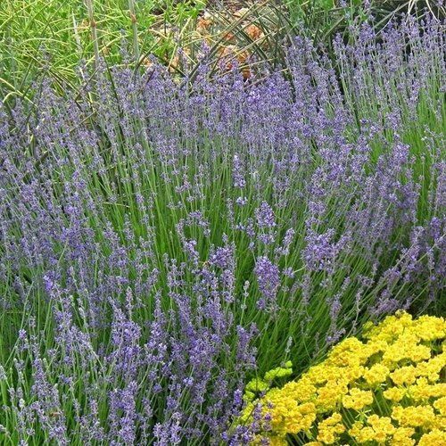 A bunch of purple flowers and yellow flowers in a garden.