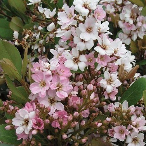 A bunch of pink and white flowers with green leaves
