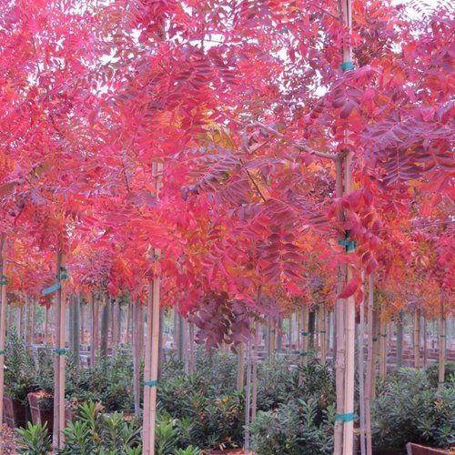 A row of trees with red leaves in a garden