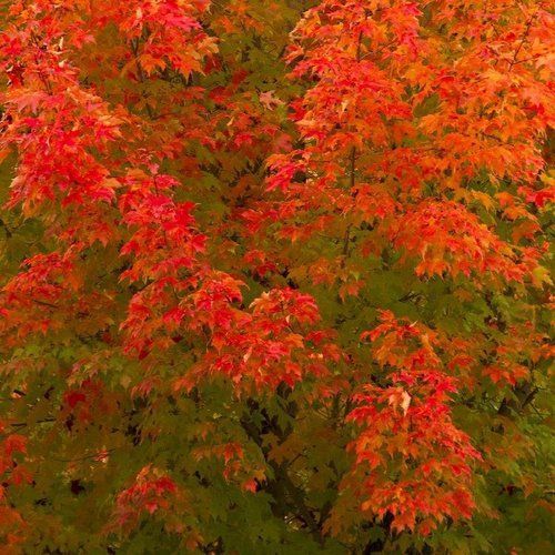 A close up of a tree with red and green leaves