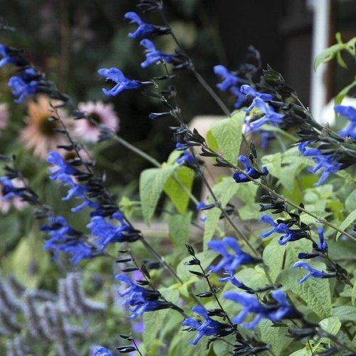 A bush with blue flowers and green leaves