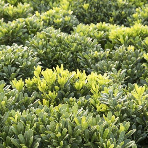 A bunch of green plants with yellow leaves are growing in a field.