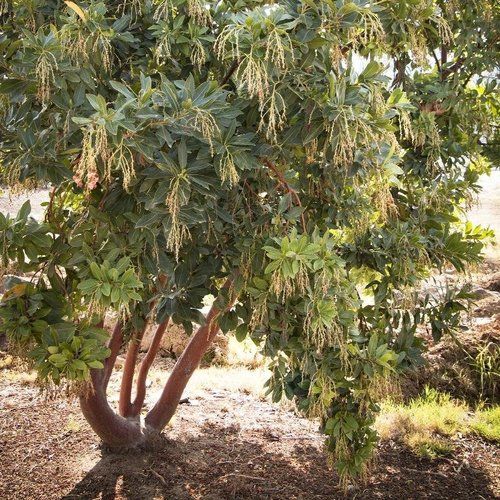 A tree with lots of leaves and branches is growing in the dirt.