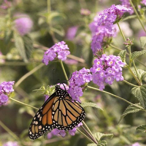 A monarch butterfly is perched on a purple flower