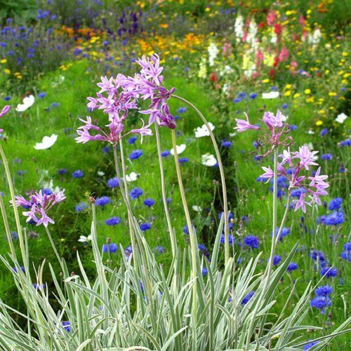 A bunch of purple flowers are growing in a field.