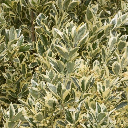 A close up of a plant with green and yellow leaves.