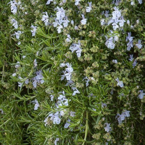 A bush with white flowers and green leaves