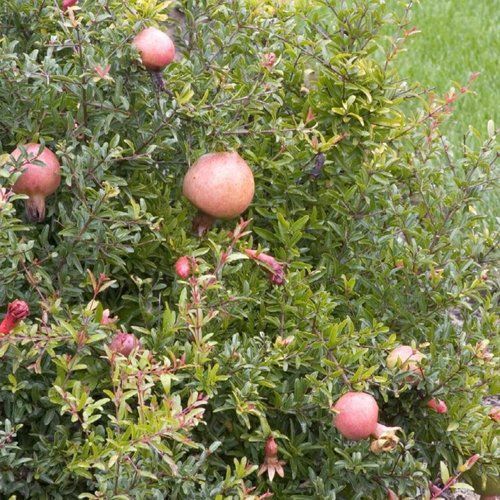 A bunch of pomegranates are growing on a tree.