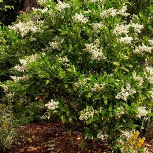 A bush with white flowers and green leaves in a garden.