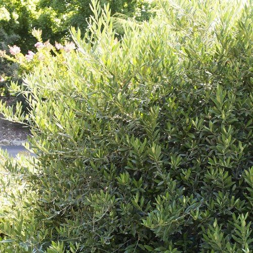 A bush with lots of green leaves and branches