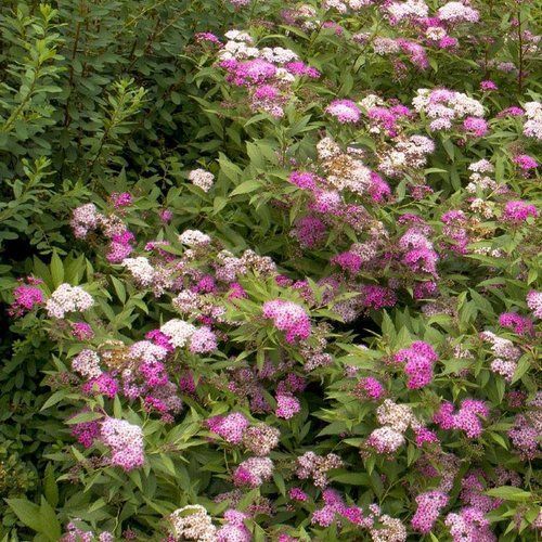 A bush with purple and white flowers and green leaves.