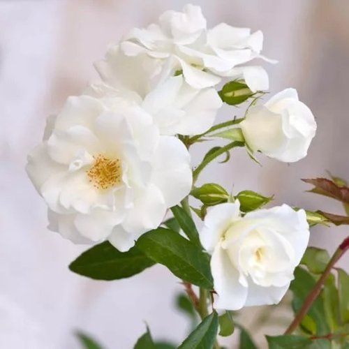 A bunch of white flowers with green leaves