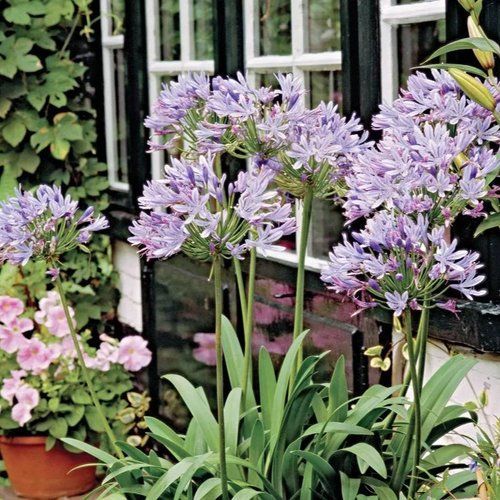 Purple flowers are growing in front of a window