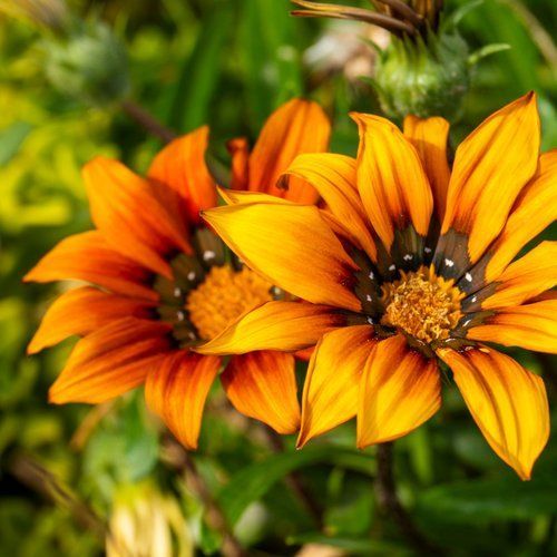 A close up of two orange flowers with a green background