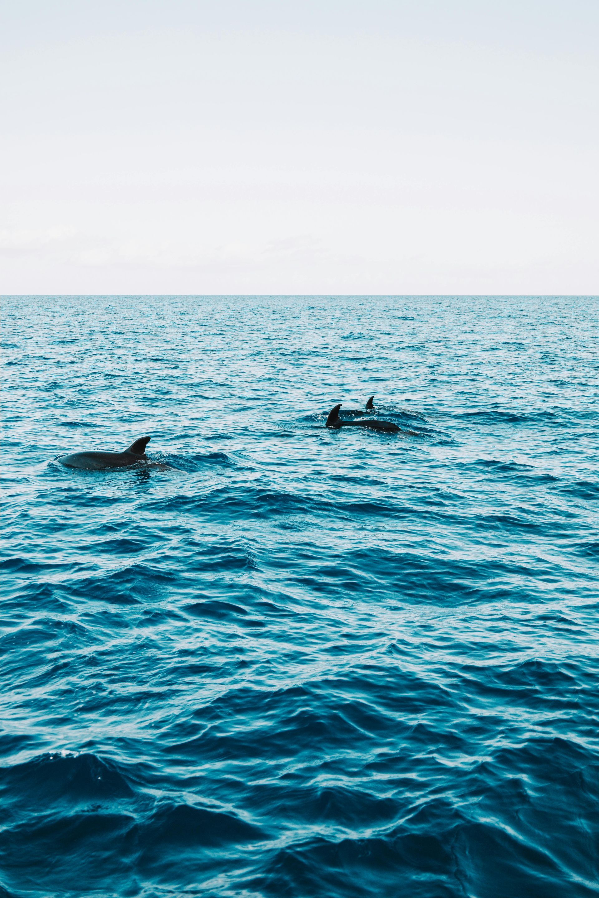 Two dolphins surfacing in a blue ocean under a pale sky.