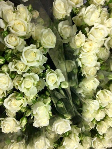 Candide rose bianche