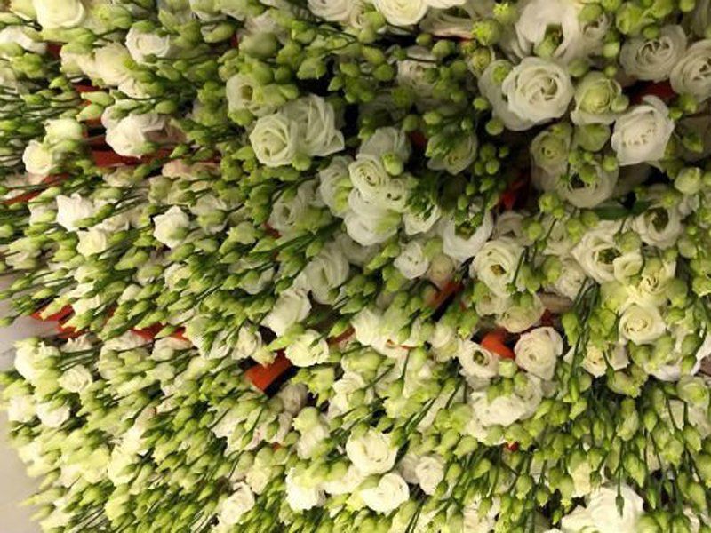 Candidi fiori bianchi