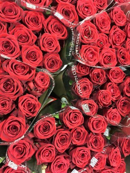 Rose rosse