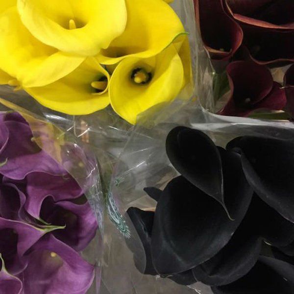 Fiori sgargianti e colorati