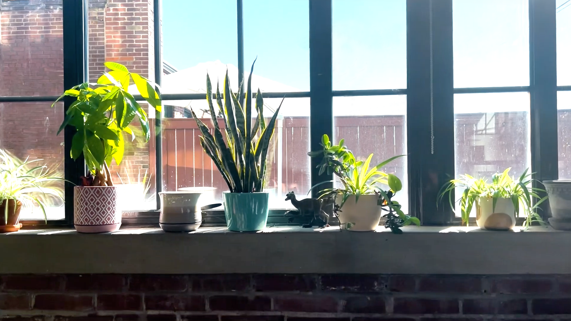 A row of potted plants are sitting on a window sill.