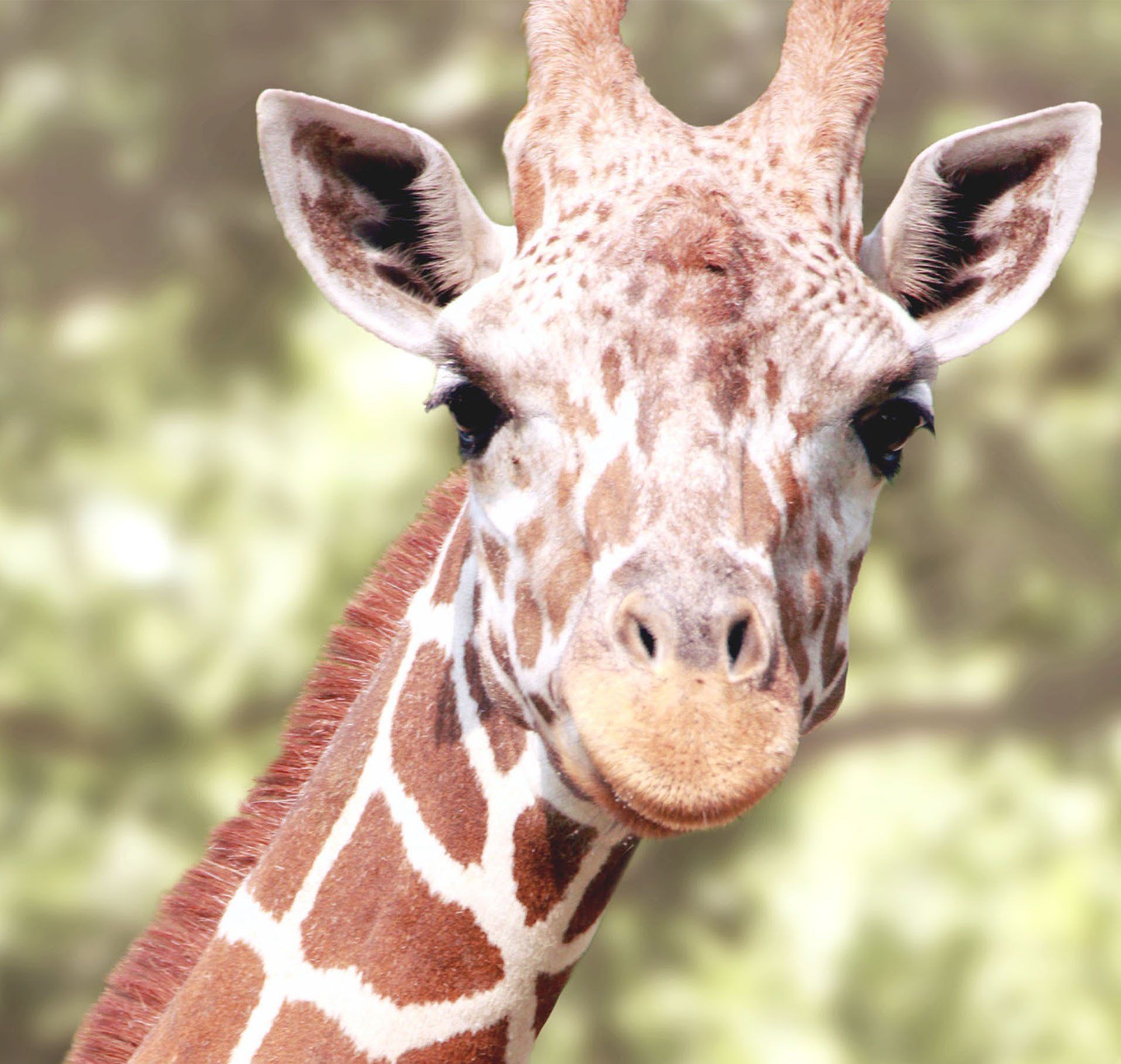 A close up of a giraffe 's head and neck