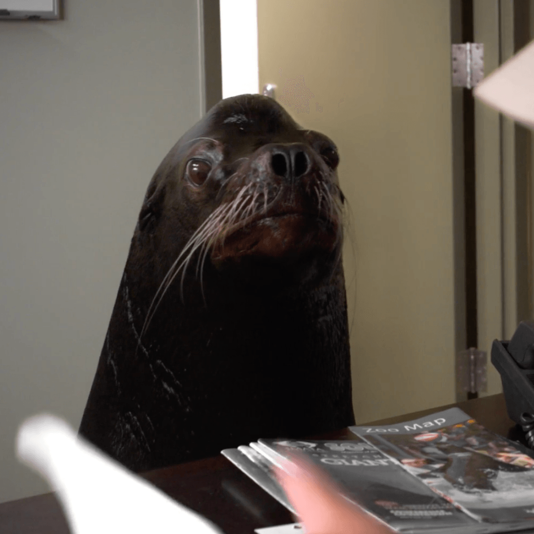 A seal is sitting at a desk looking at something