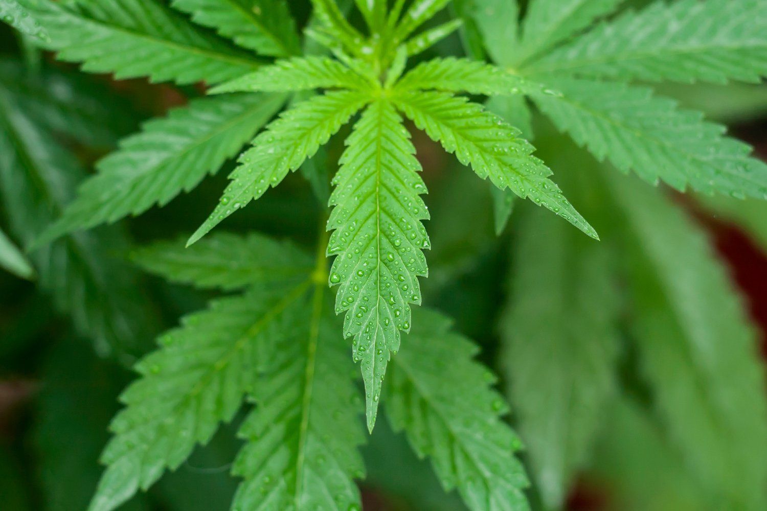 A marijuana plant