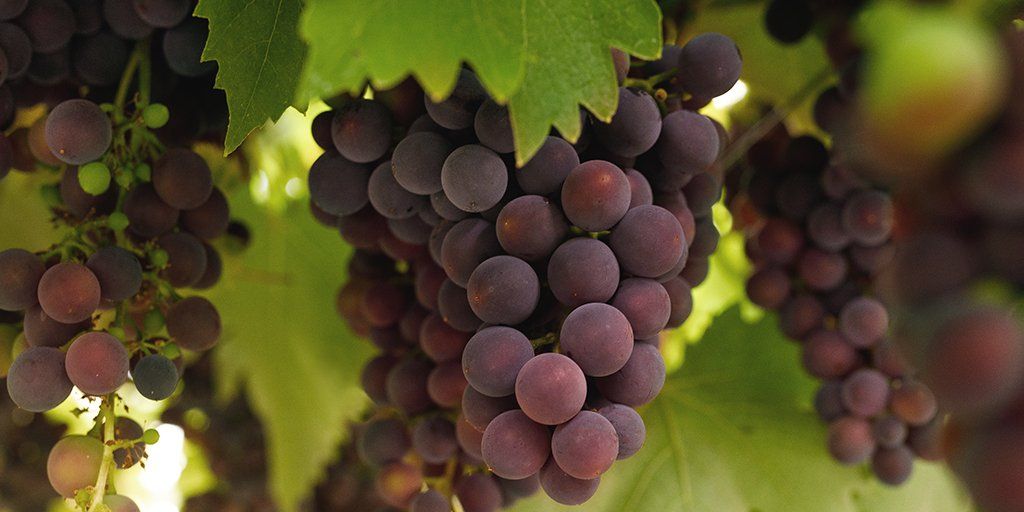 A bunch of purple grapes hanging from a vine with green leaves.