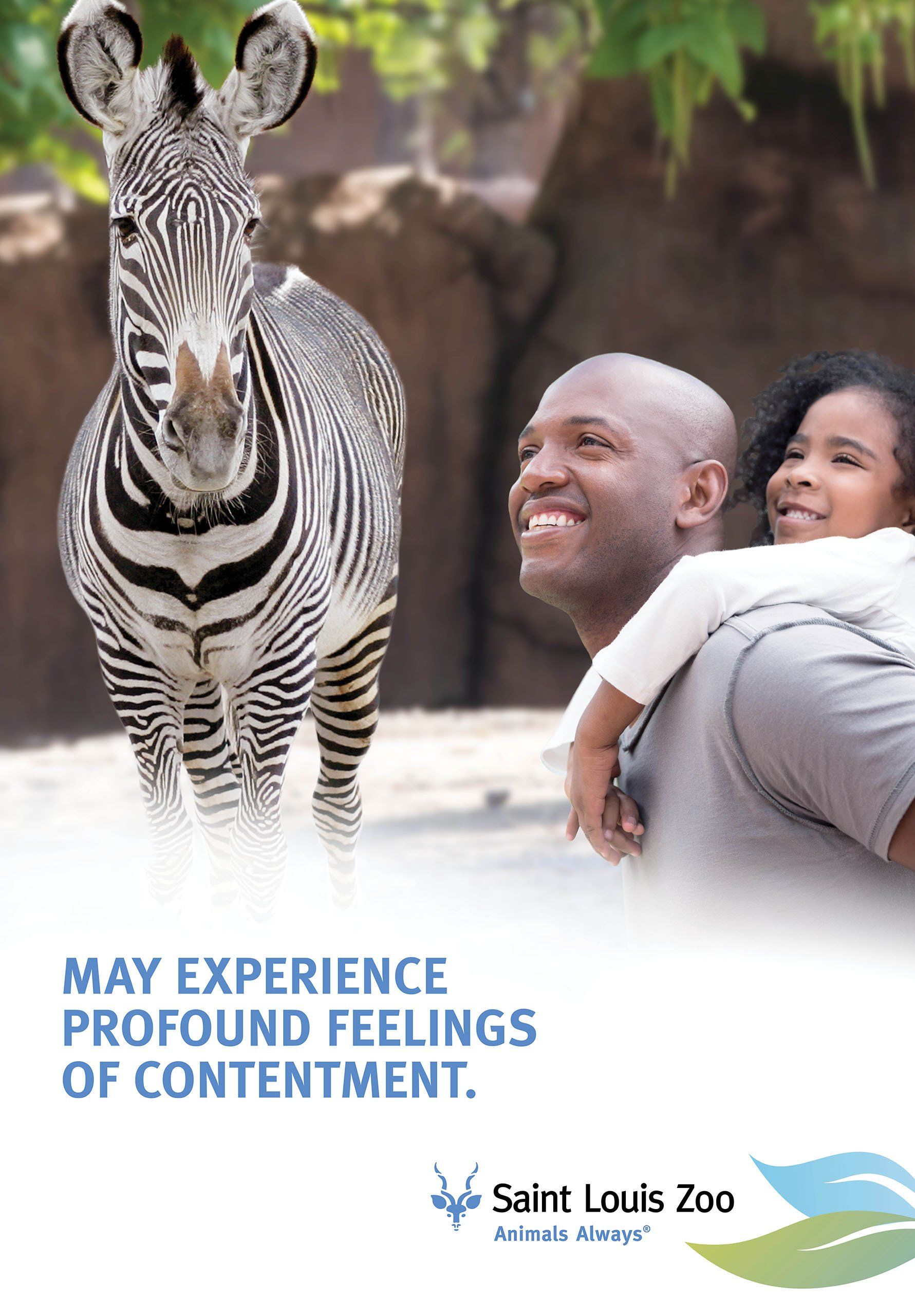 A man and a child are looking at a zebra at the saint louis zoo.