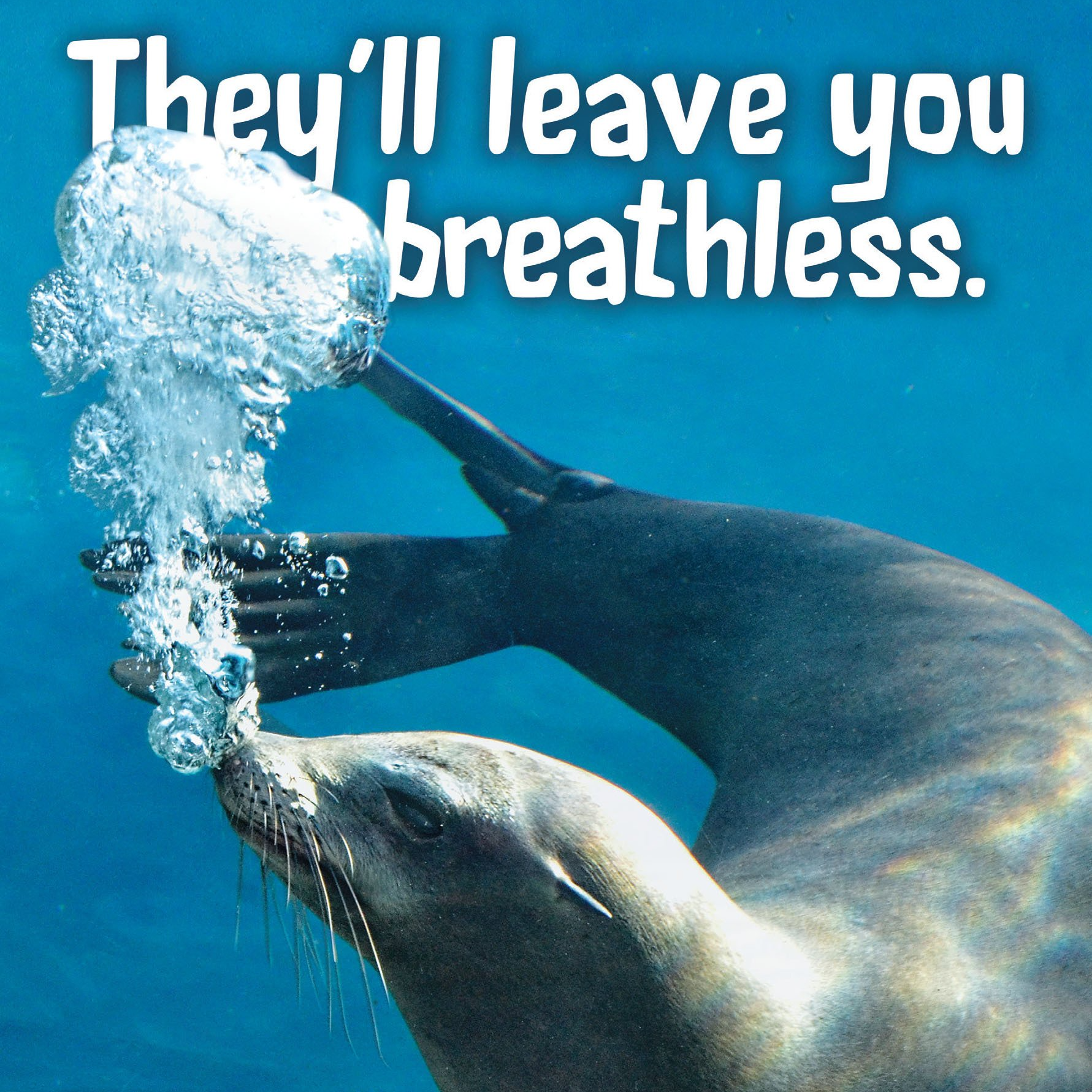 A seal in the water with the words they 'll leave you breathless