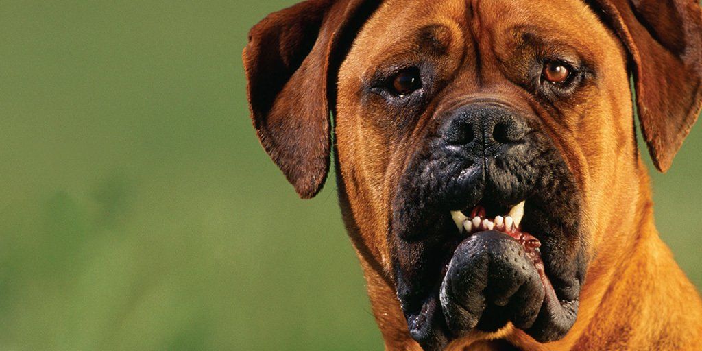 A close up of a brown dog with its mouth open.