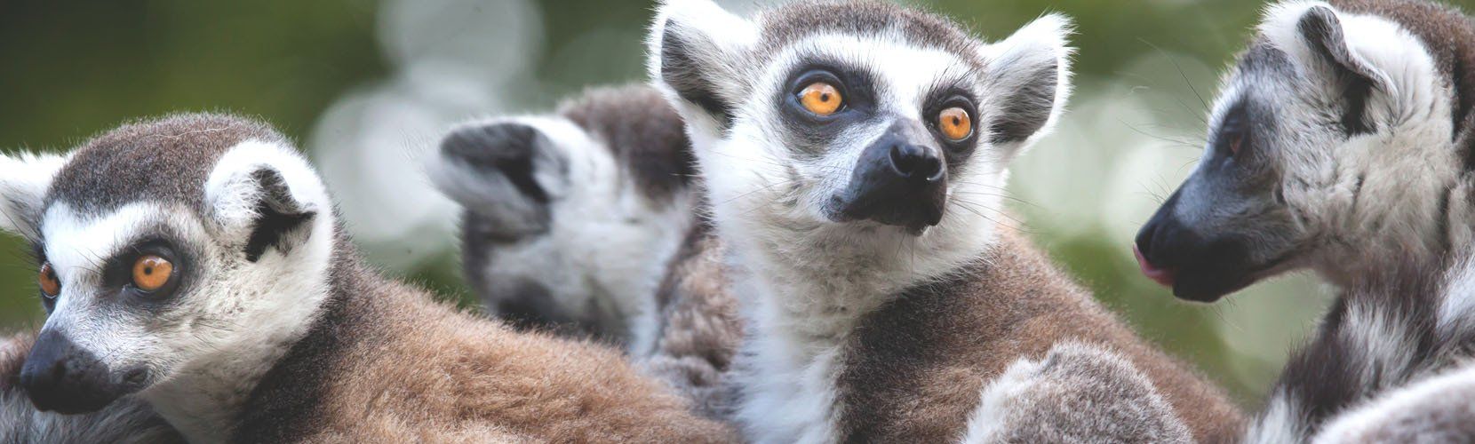 A group of lemurs are sitting next to each other and looking at the camera.