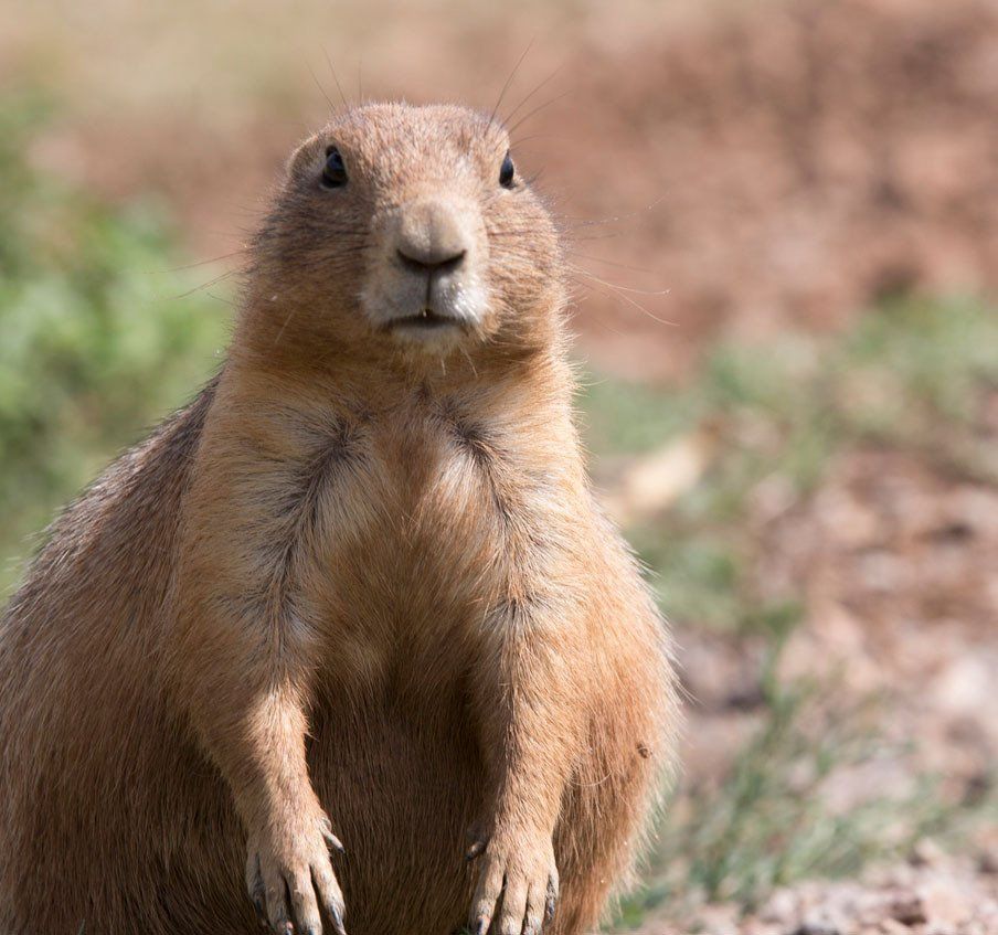 A brown prairie dog is standing on its hind legs and looking at the camera.