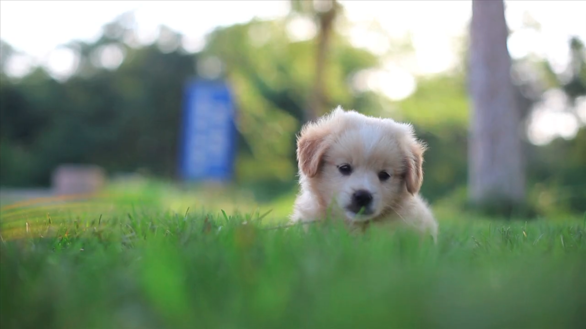 A small puppy is sitting in the grass looking at the camera.