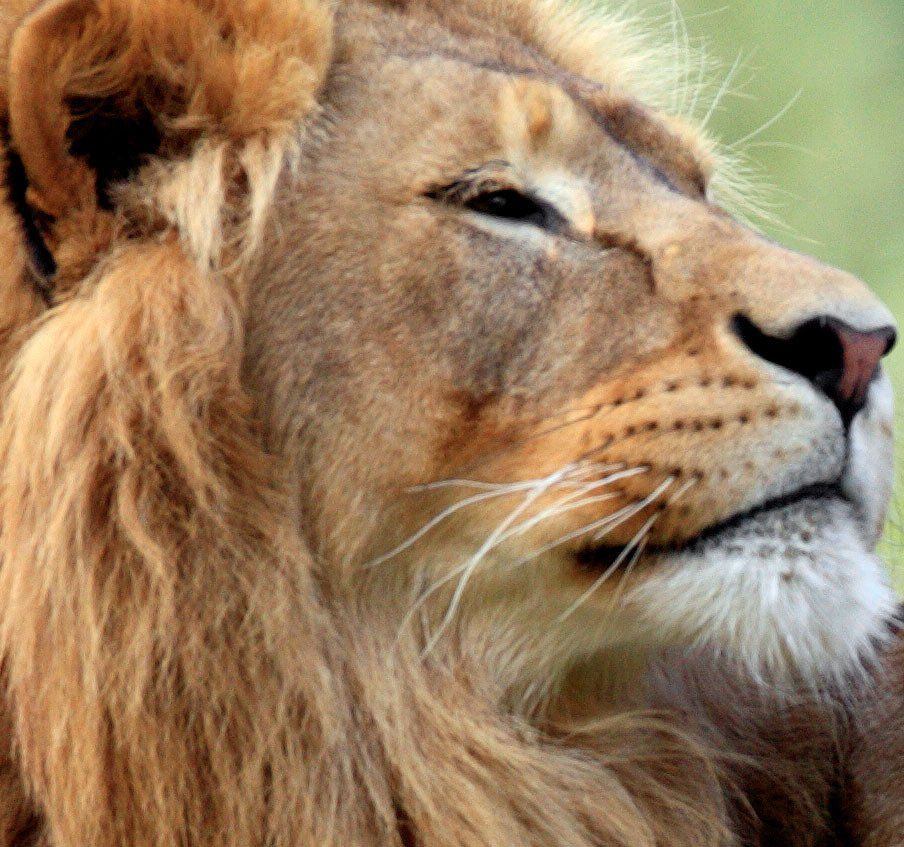 A close up of a lion 's face with a long mane.